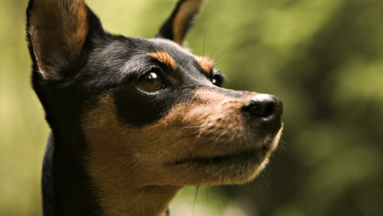 Карликовый пинчер