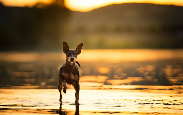 Обои на рабочий стол той терьер