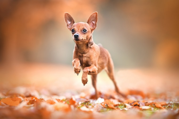 Карликовый пинчер бежевый