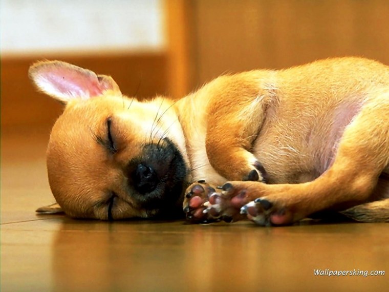 Маленькая собачка лежит