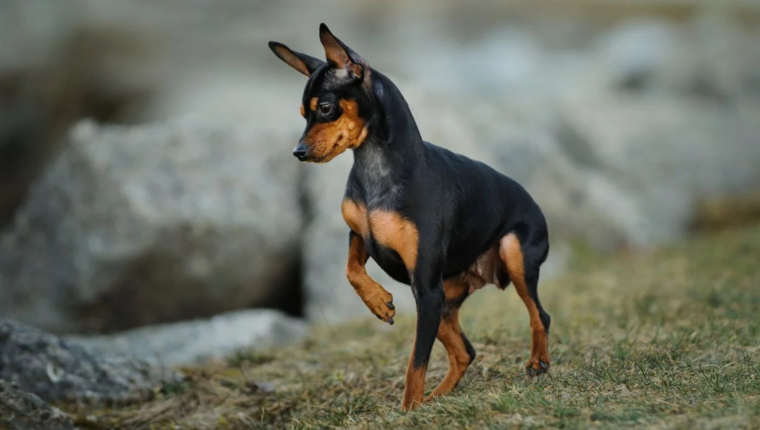 Доберман-пинчер карликовый