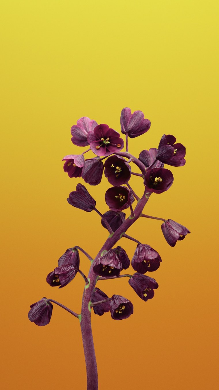 Желтые цветы на фиолетовом фоне