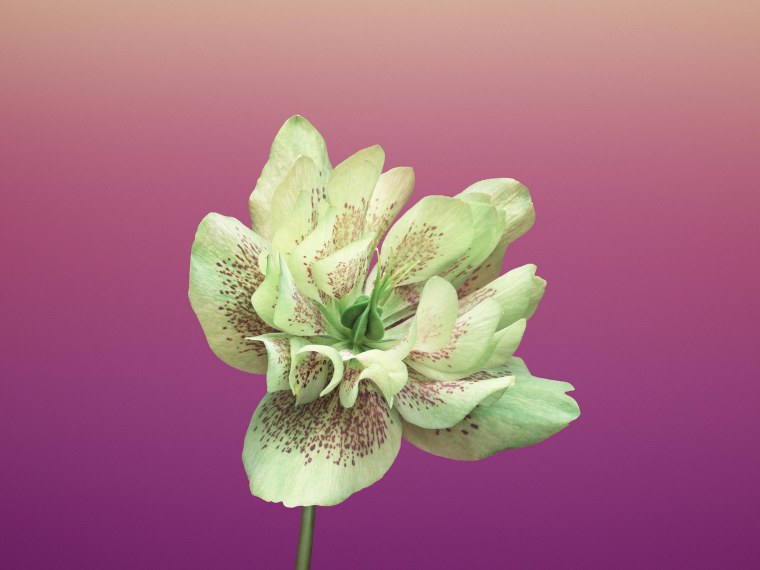 Обои на макбук цветы