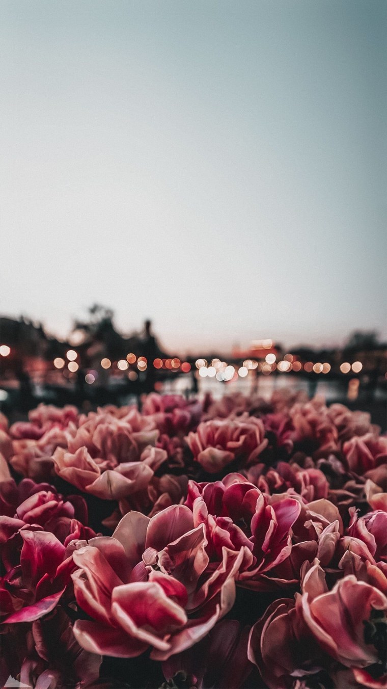 Заставка на айфон цветы