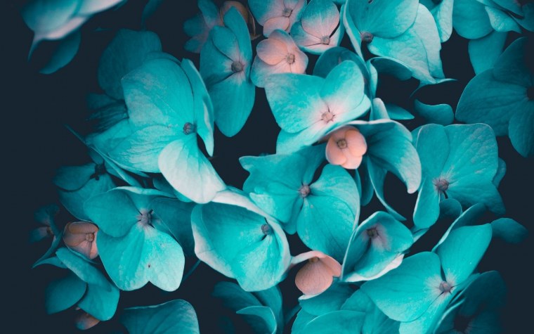 Гортензия бирюза Эстетика