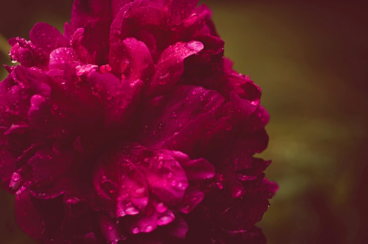 Цветы на малиновом фоне