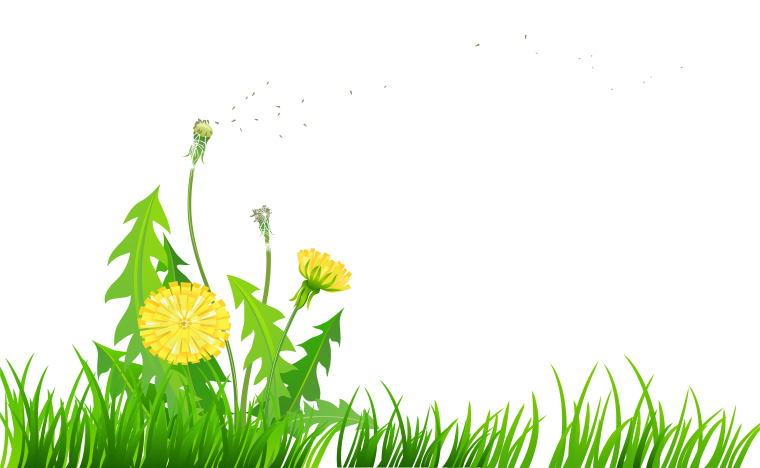 Трава с цветами на прозрачном фоне