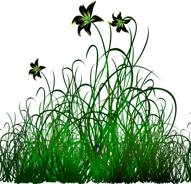 Разноцветные ромашки на прозрачном фоне
