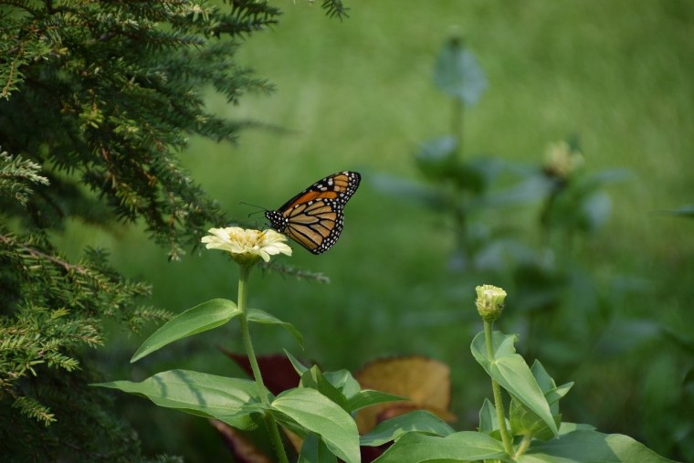 Бабочки в природе