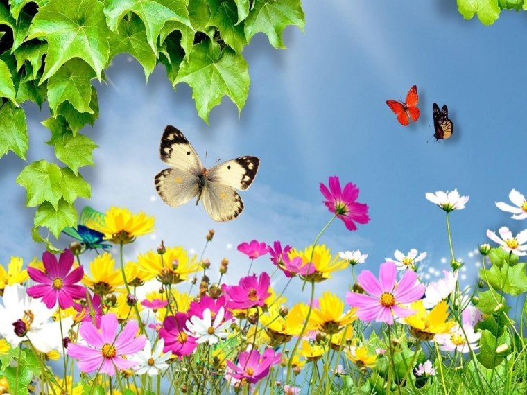 Лето бабочки
