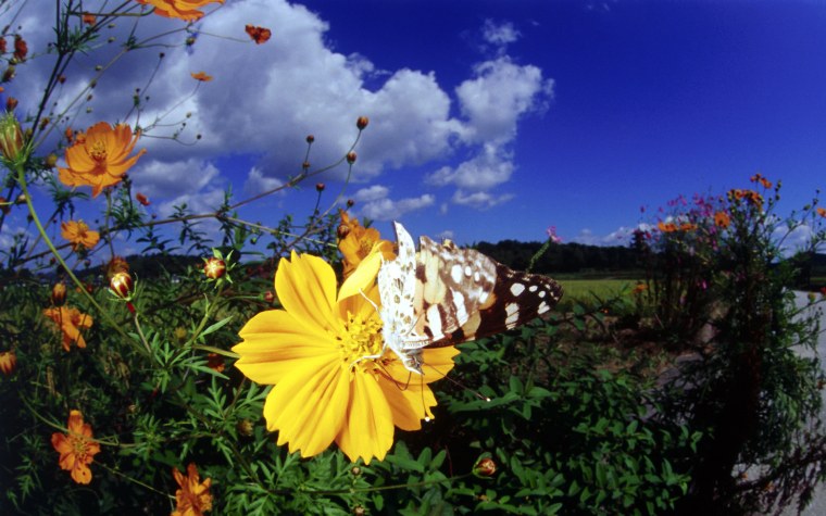 Бабочки над поляной