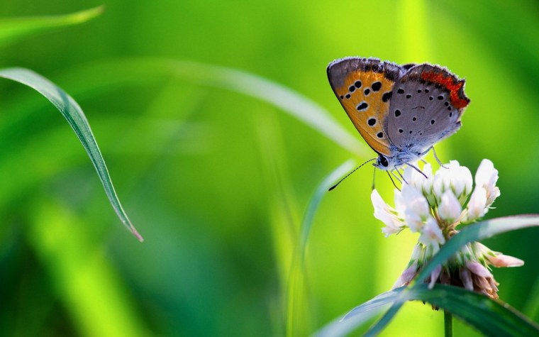 Красивые пейзажи с бабочками