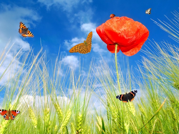 Яркая природа