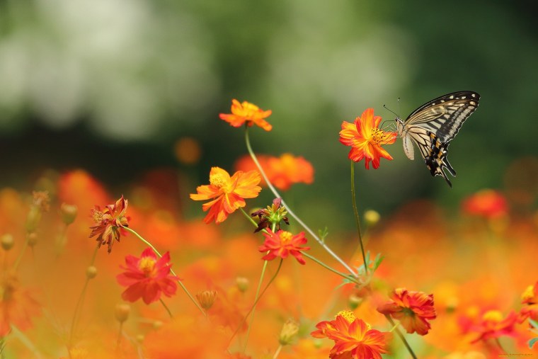 Пейзаж с бабочками