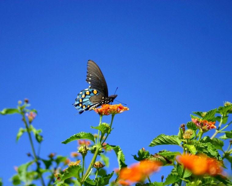 Лето бабочки