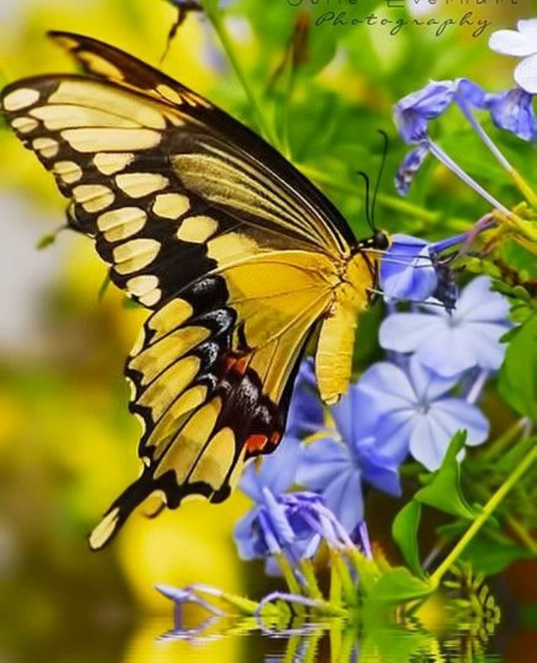 Красивые пейзажи с бабочками