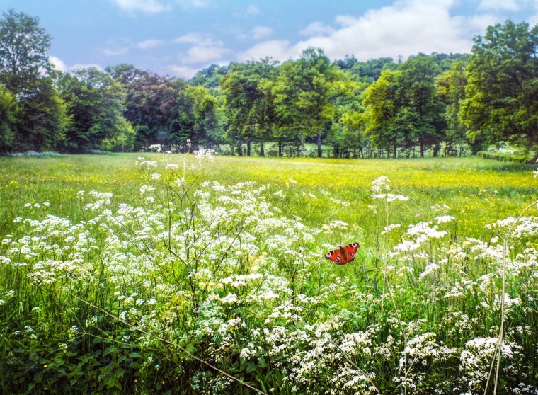 Русская природа летом