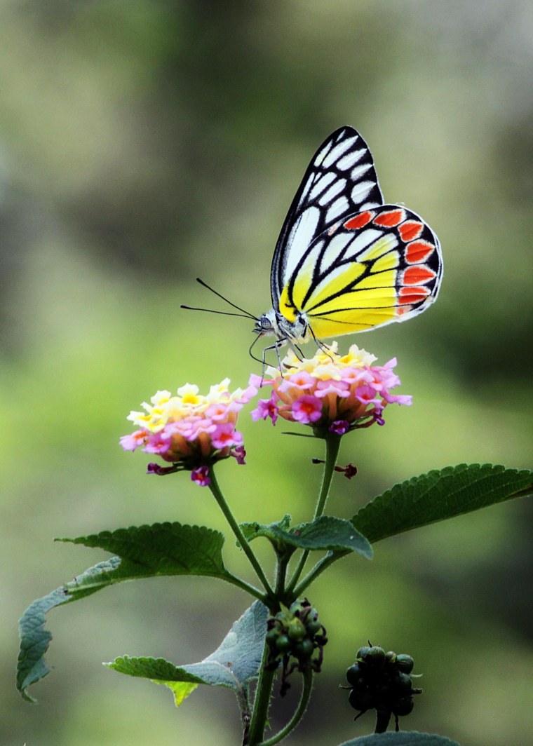 Разнообразие бабочек в природе