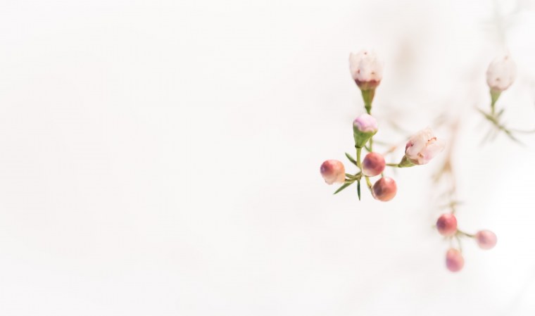 Нежный цветок