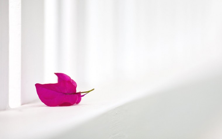 Фон с одним цветком