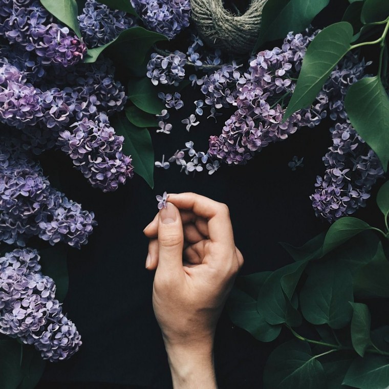 Суккуленты Эстетика