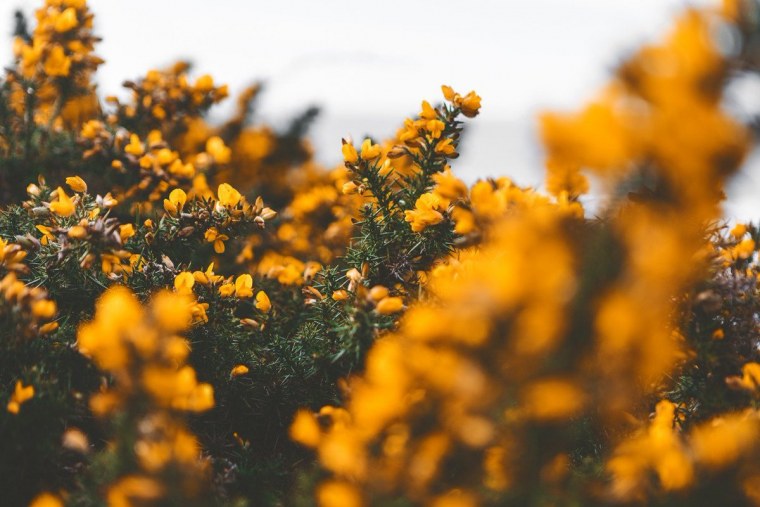 Жёлтая природа Эстетика