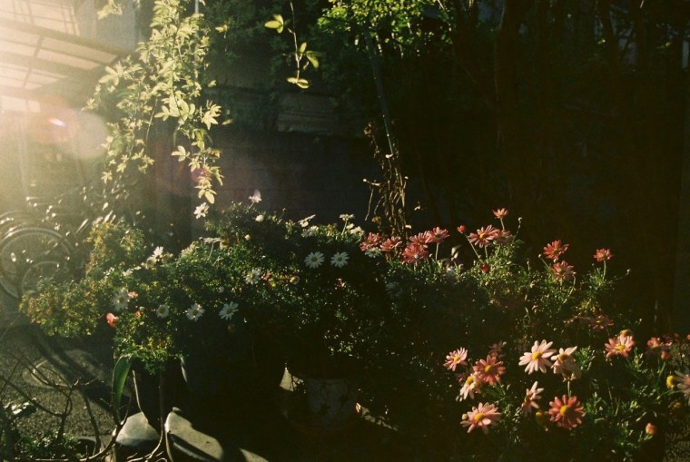 Цветы в саду Эстетика