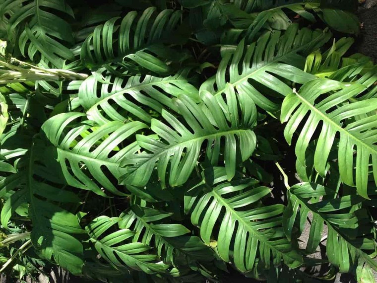 Тропические листья