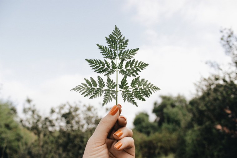 Зелень Эстетика