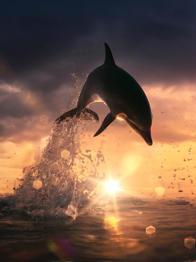 Дельфин в прыжке