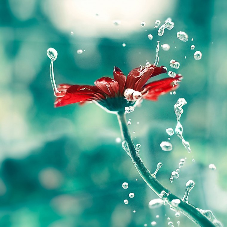 Бирюзово-красный цветок