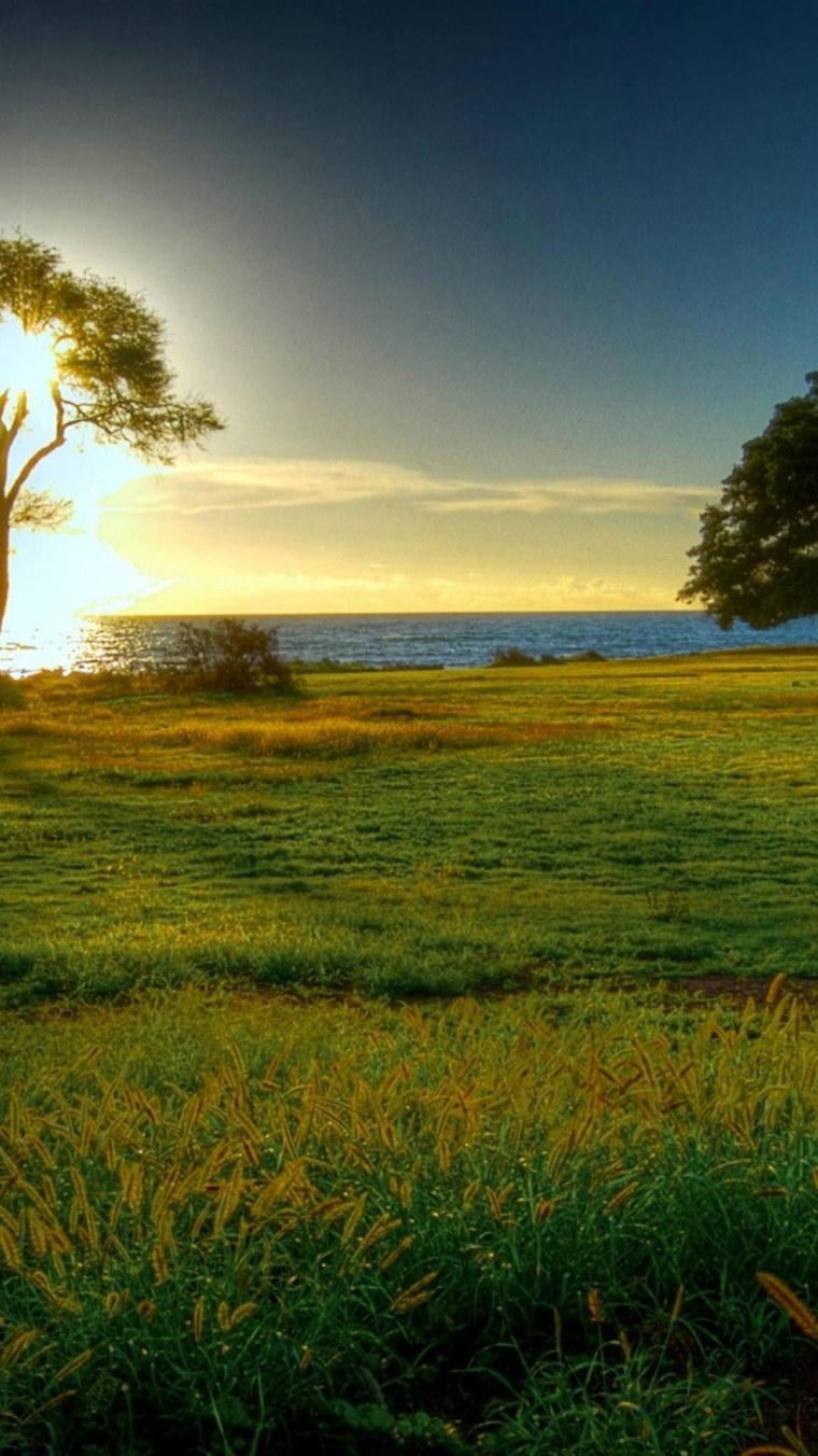 Божья коровка картина