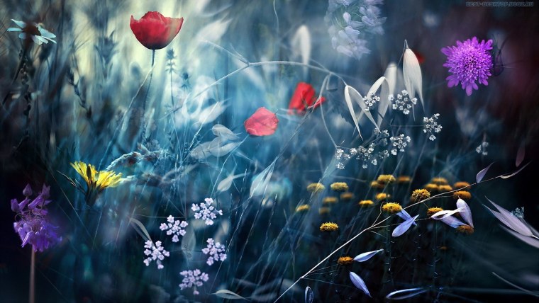 Полевые цветы