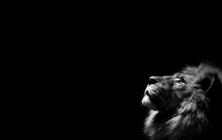 Обои на рабочий стол Лев на черном фоне