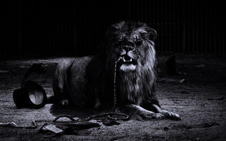 Обои на рабочий стол Лев