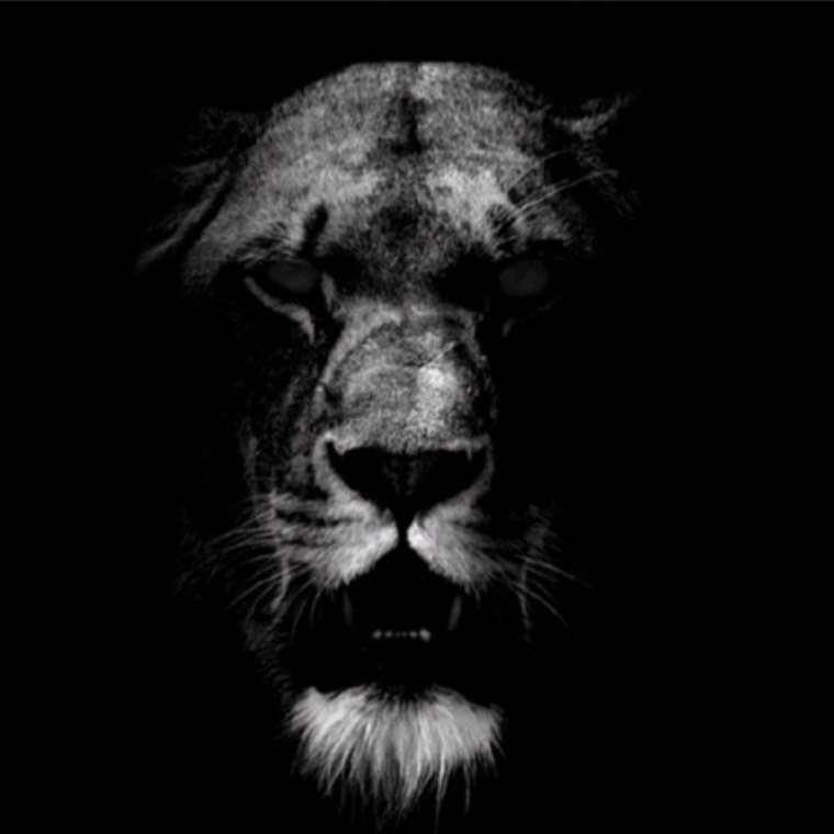 Морда Льва на черном фоне