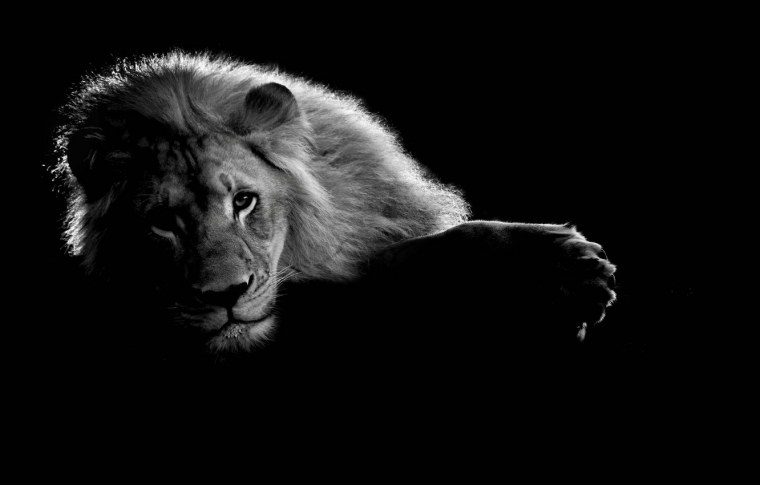 Лев на темном фоне