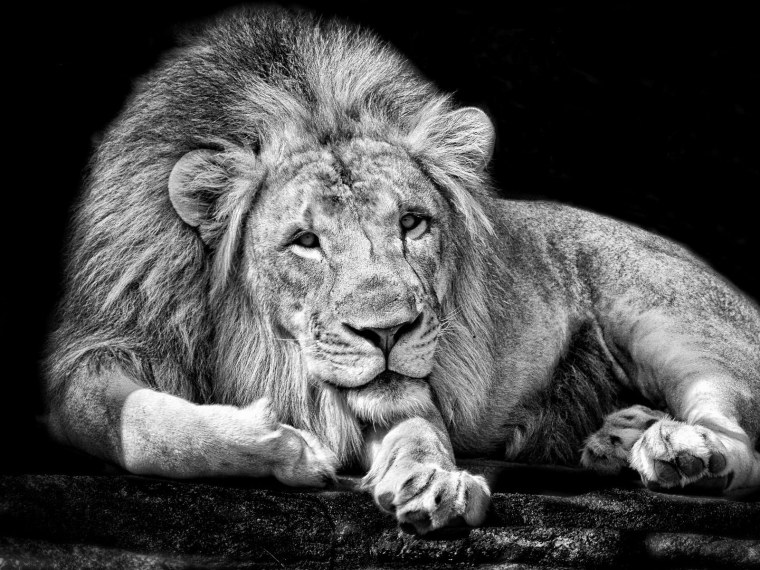 Одинокий Лев