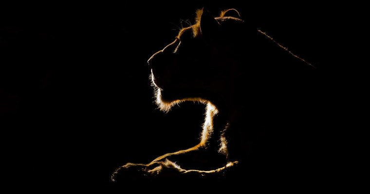 Львица на темном фоне