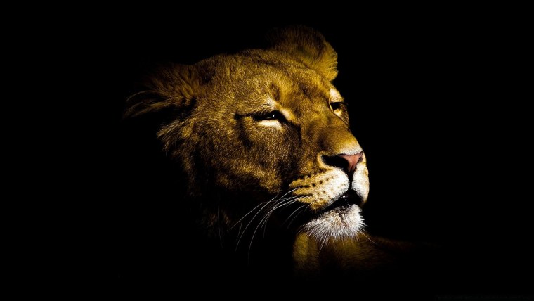 Лев на темном фоне
