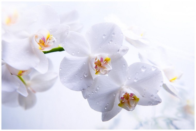 Орхидея белая