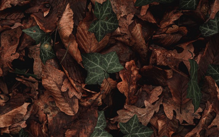 Коричневый цвет в природе