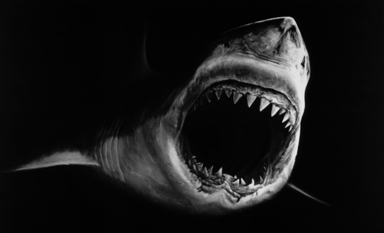 Акула на темном фоне