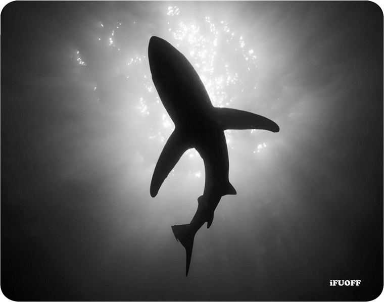 Акула арт Минимализм