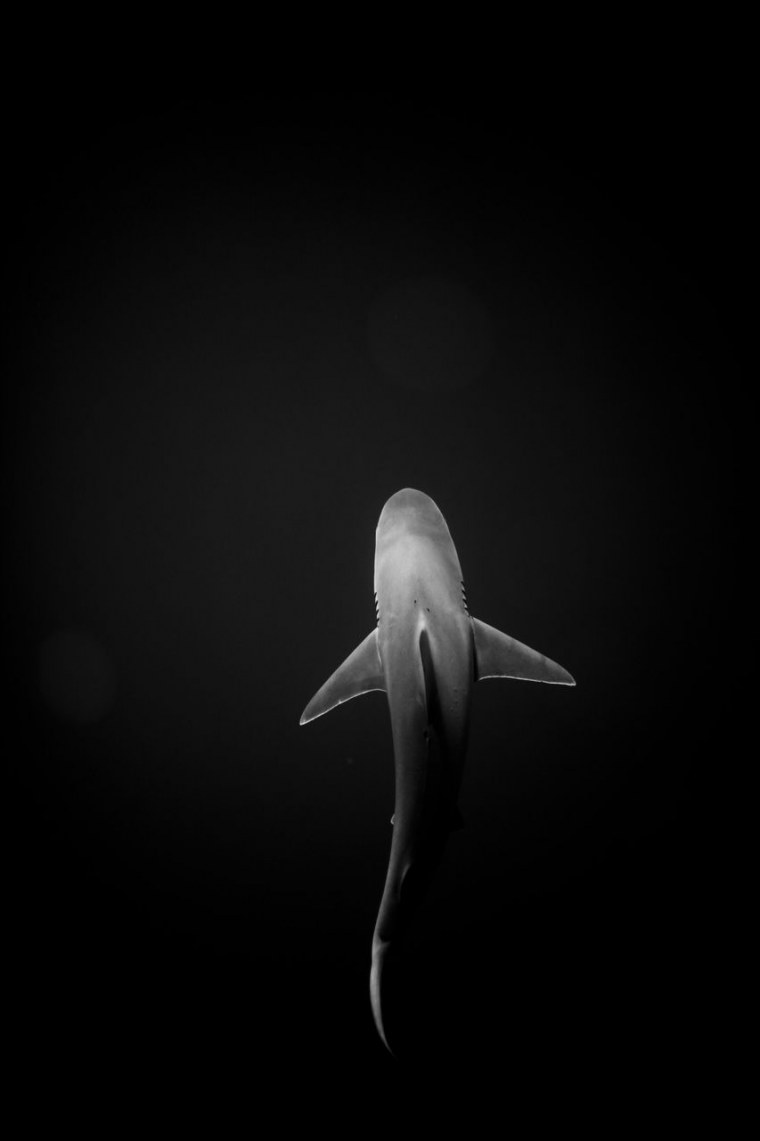 Акула на темном фоне