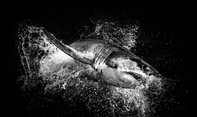 Белая акула на черном фоне