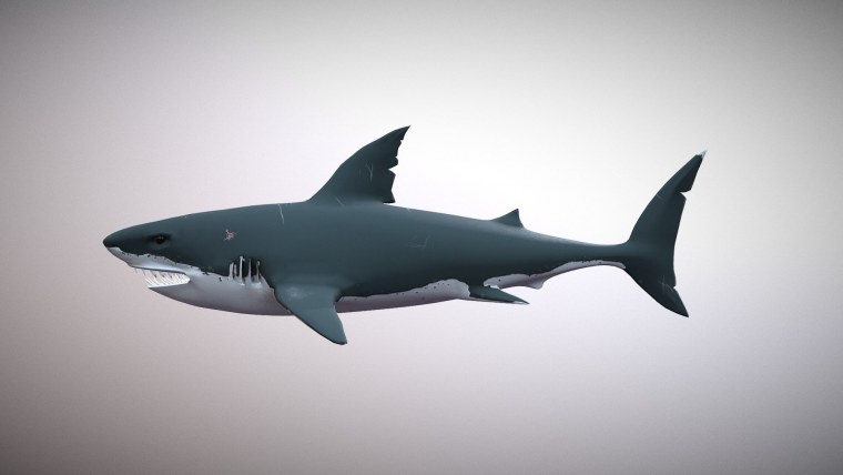 Акула на темном фоне