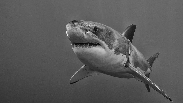 Акула на рабочий стол
