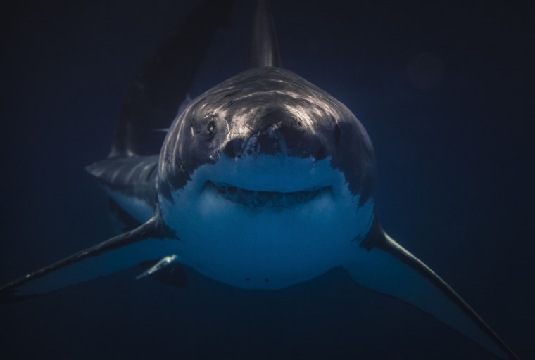 Сан Хосе Шаркс машина наклейки