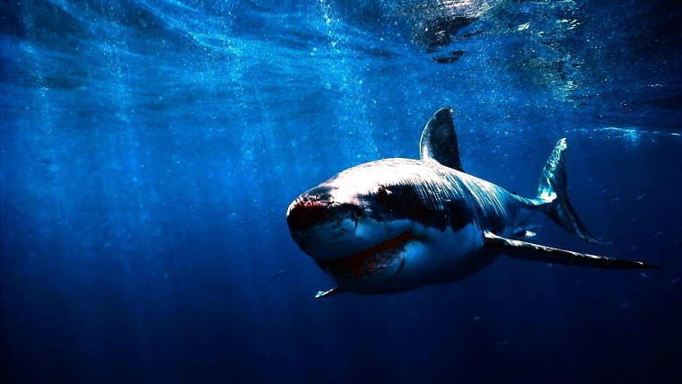 Кархародон МЕГАЛОДОН убийца